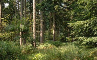 Overgrown beech woodland 