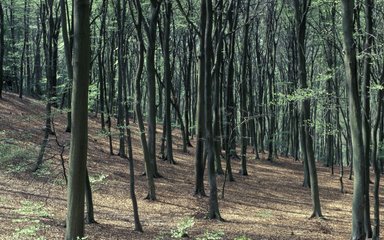 beech woodland