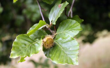 Glossy beech leaves surround a spikey beech nut husk in the sun