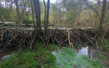 Beaver dam made up of sticks and branches holding back water in a forest