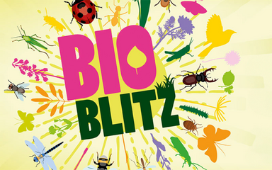 A bright logo saying Bio Blitz with cartoon animals, bugs and plants.
