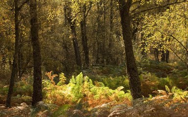 Autumn in birch woodland 