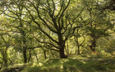 Birch tree blocking out the sun with winding branches