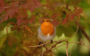 Robin bird generic