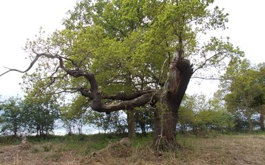 Gnarled old tree with bare branches 