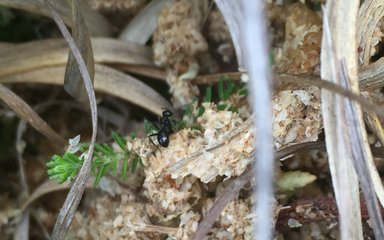 Ant crawling in vegetation