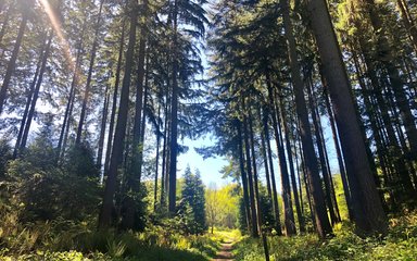 Mortimer Forest Black Pool 