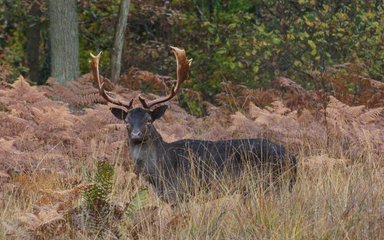 Black Buck in Wyre Forest