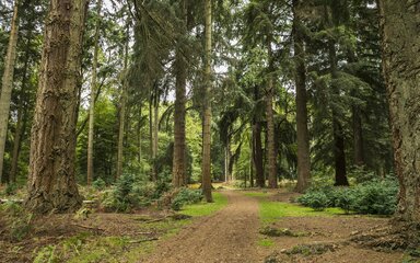Forest