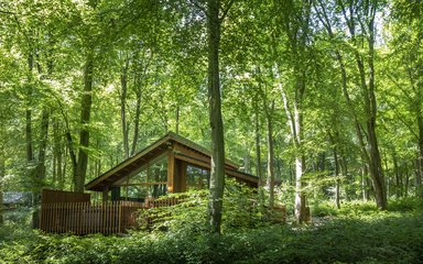 Forest Holidays cabin surrounded by lush green trees