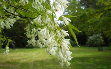 Bladdernut tree Westonbirt