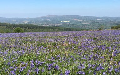 Bluebell woodland in Mortimer Forest 