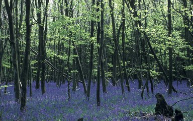 Bluebell woodland in Chawton Wood