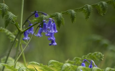 A bluebell woodland