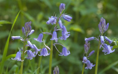 Hybrid Bluebell close up