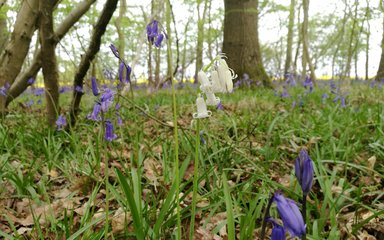 Close up of bluebells and snowdrops on forest floor