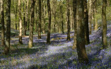 Bluebells in the forest 