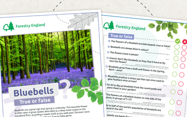 Bluebells True or False activity sheets