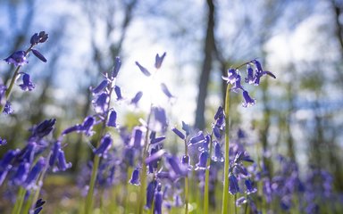 Bluebell woodlands