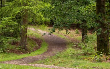 A winding path weaves its way through a woodland