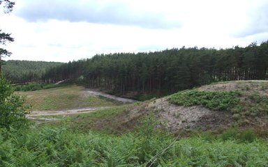 Treeline seen in the horizon