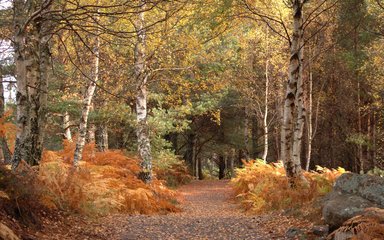 Birch trees in autumn