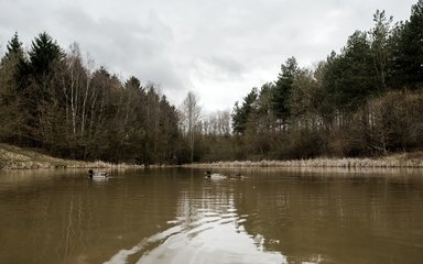 Pond with two ducks swimming with a backdrop of Bourne Wood