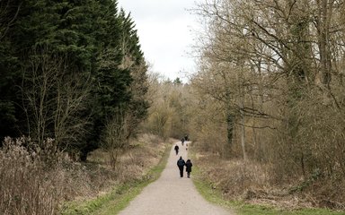 walking on a forest trail