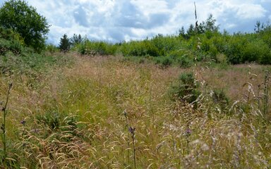 A meadow edges with mature trees.
