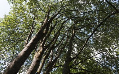 sunny image of collection of Bristol whitebeam looking up from the ground 