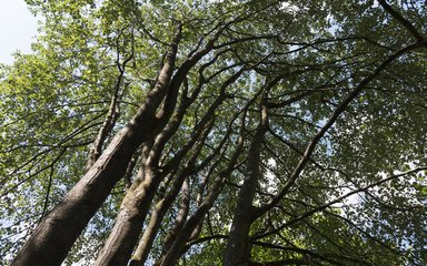 sunny image of collection of Bristol whitebeam looking up from the ground