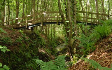 Bridge in the forest