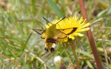 moth feeding on a dandelion