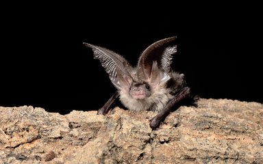 Brown long eared BAT