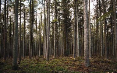 A range of conifer trees in a forest setting
