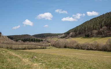 An open valley with rolling hills covered in conifer trees surrounding it