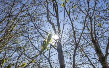 Tree bud in front of the sun 