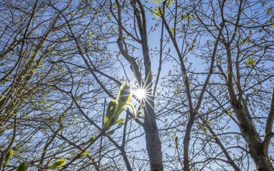 Tree bud in front of the sun