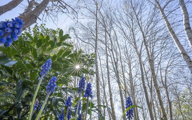 Purple flowers rising up towards the sun and budding trees