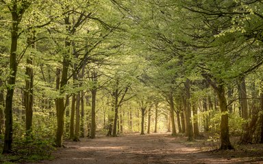Butchershole at Friston Forest woodland