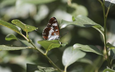 Orange, black and white and butterfly on leaf