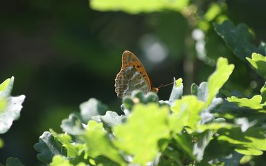 Butterfly sat in oak leaves in canopy