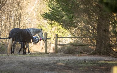 Horse at TROT box park saddle tacking up Bedgebury Forest