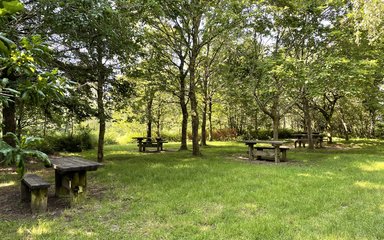 Cann Wood picnic spot