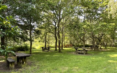 Picnic benches surrounded by trees