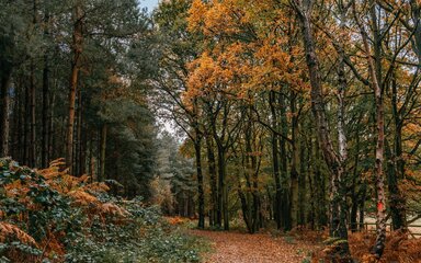Autumnal forest scene with golden leaves on the trees and ground.