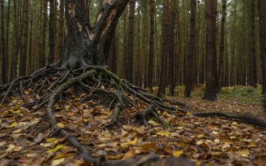 Forest floor with autumn leaves 