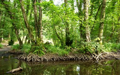 Tree roots exposed alongside water