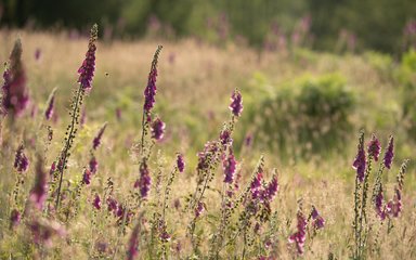 Flowers at Castle Neroche