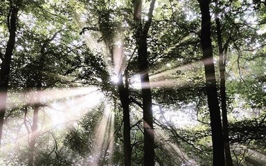 Sun beams shining through trees in the forest